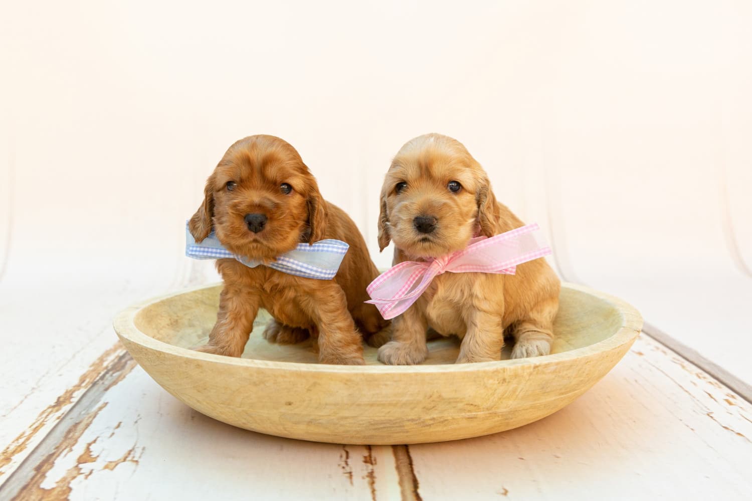 Pet Food and Nutrition