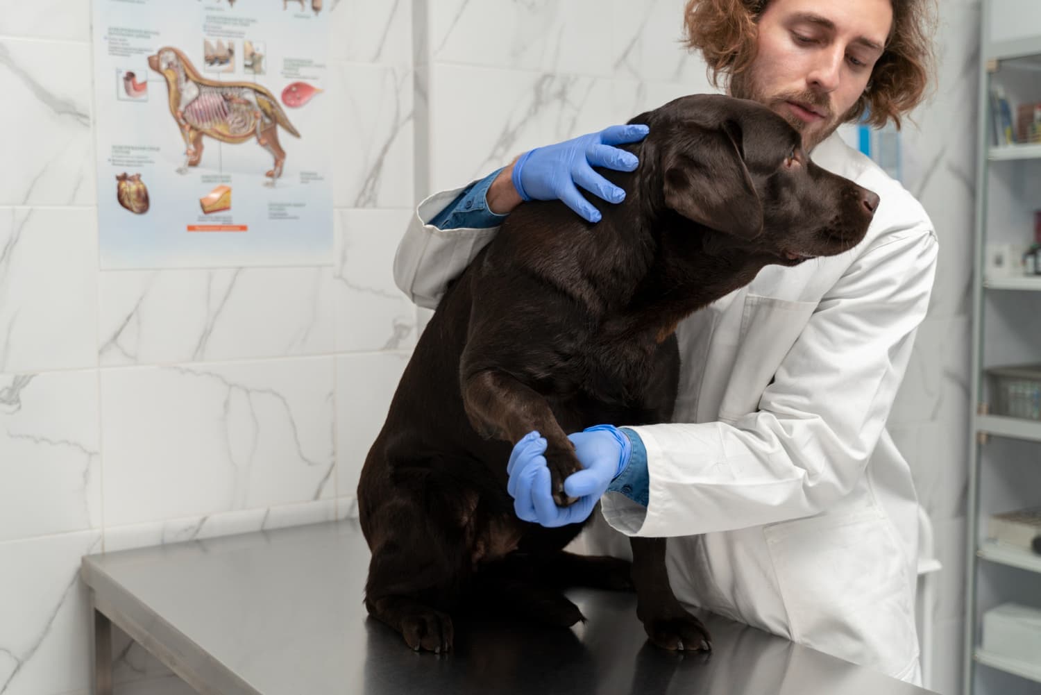 surgery-for-dog