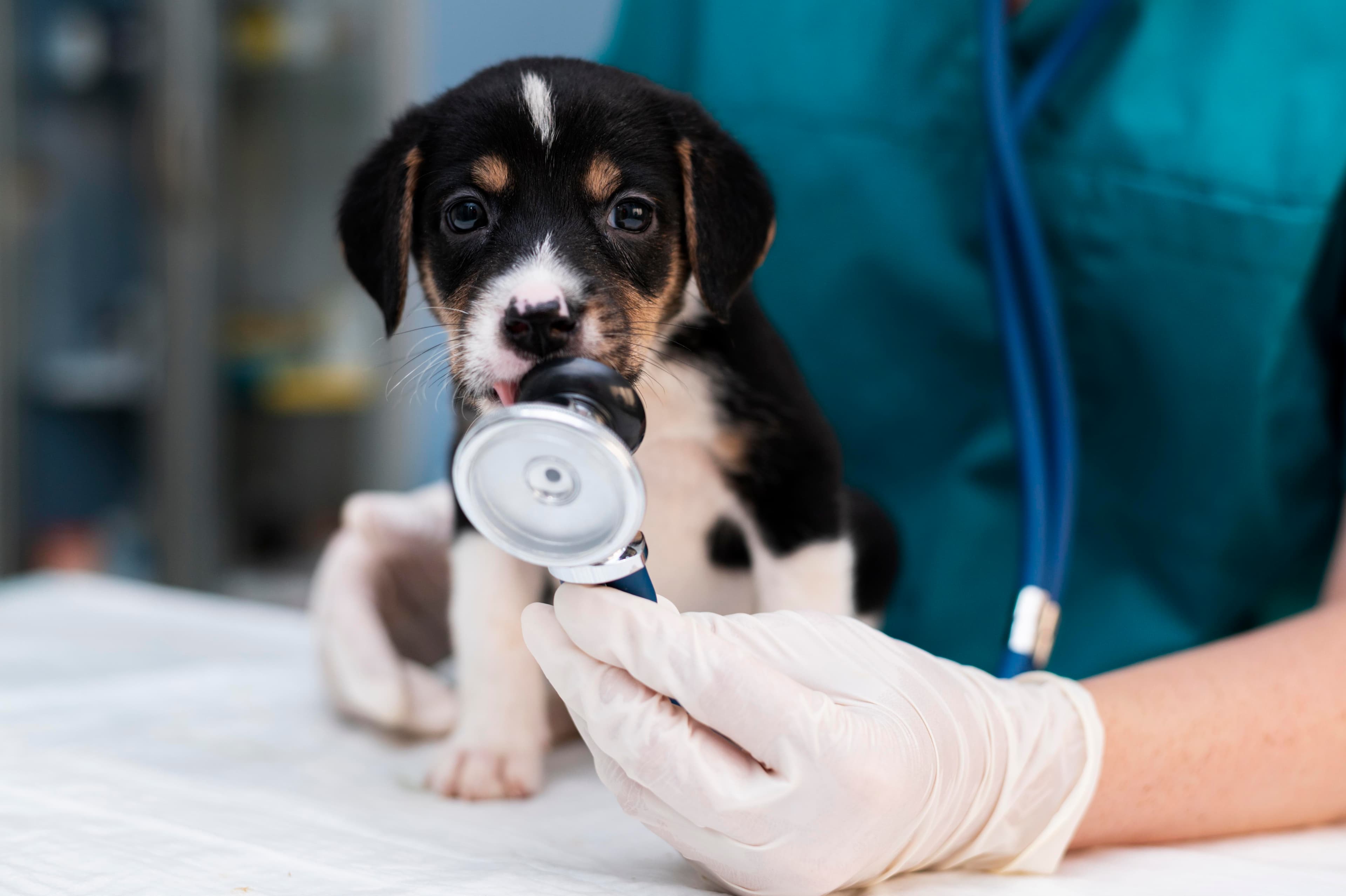 Anaesthesia for Pets