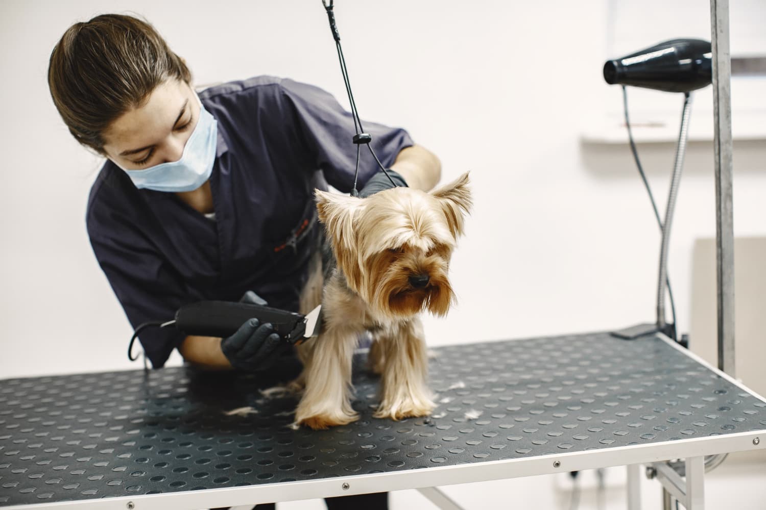 7 Essential Dog Hygiene Tips Every Pet Owner Should Follow