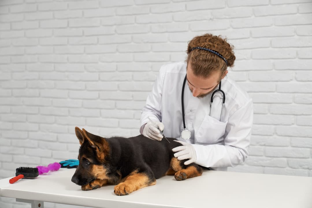 Wellness Exam for Pets