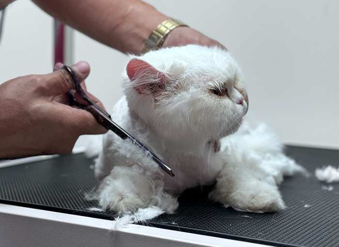 Cat Grooming